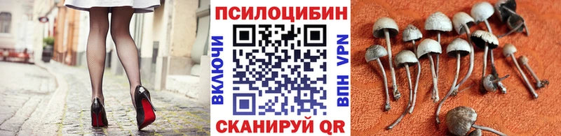 наркошоп  Завитинск  Галлюциногенные грибы Psilocybe 